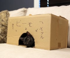 ネコ写真