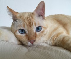 ネコ写真