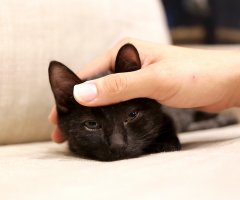 ネコ写真