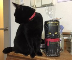 ネコ写真