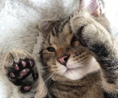 ネコ写真