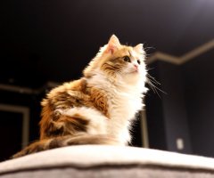 ネコ写真