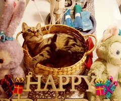 ネコ写真