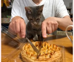 ネコ写真