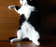 ネコ写真