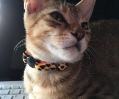 ネコ写真