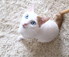 ネコ写真