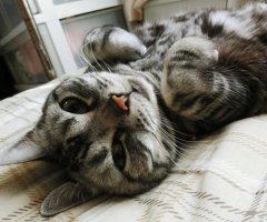 ネコ写真