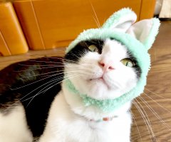 ネコ写真