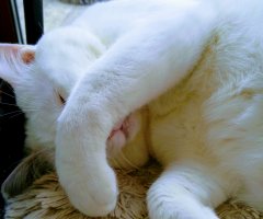 ネコ写真
