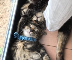 ネコ写真