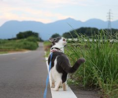 ネコ写真
