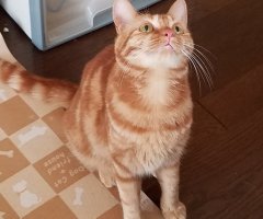 ネコ写真