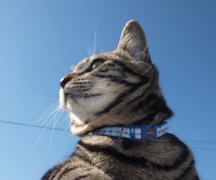 ネコ写真