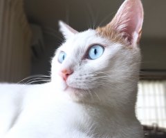 ネコ写真