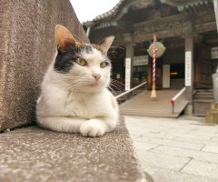 ネコ写真