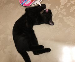 ネコ写真