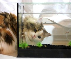 ネコ写真