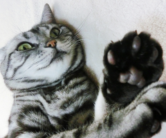 ネコ写真