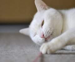 ネコ写真