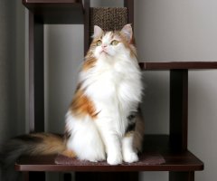 ネコ写真