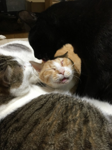 首絞めのあとの毛づくろい - かわいい猫写真u0026猫画像の投稿サイト