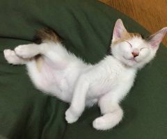 ネコ写真
