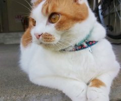 ネコ写真