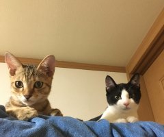 ネコ写真