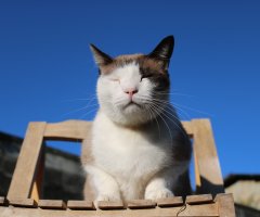 ネコ写真