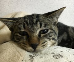 ネコ写真
