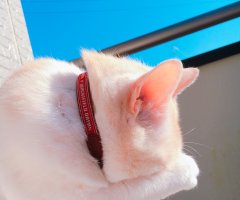 ネコ写真
