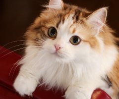 ネコ写真