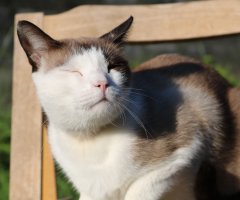 ネコ写真