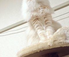 ネコ写真