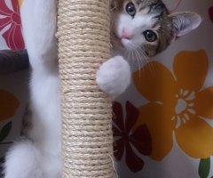 ネコ写真
