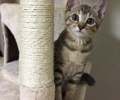 ネコ写真