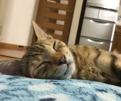 ネコ写真