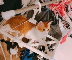 ネコ写真