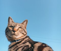 ネコ写真