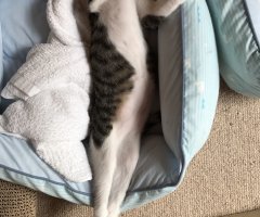 ネコ写真