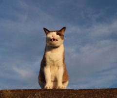 ネコ写真