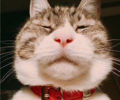 ネコ写真