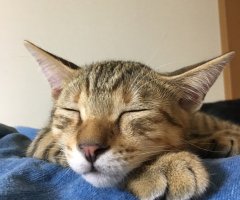 ネコ写真