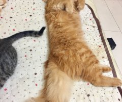 ネコ写真