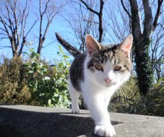 ネコ写真