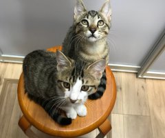 ネコ写真