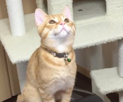 ネコ写真