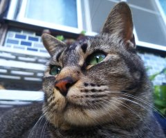 ネコ写真