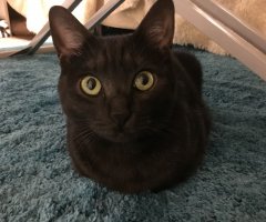 ネコ写真